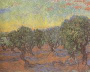 Vincent Van Gogh Olive Grove:Orange Sky (nn04) France oil painting artist